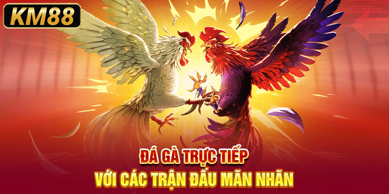 Đá gà trực tiếp với các trận đấu mãn nhãn